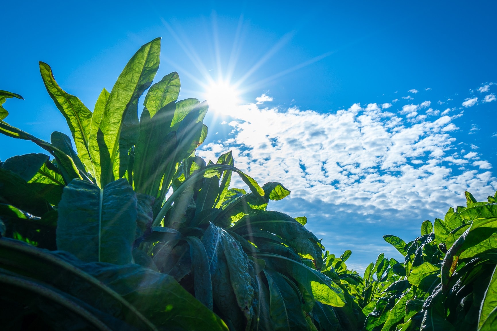 Top Ten Reasons to Love Chicory Root Fibers