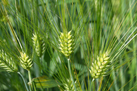 dietary-fiber-beta-glucan