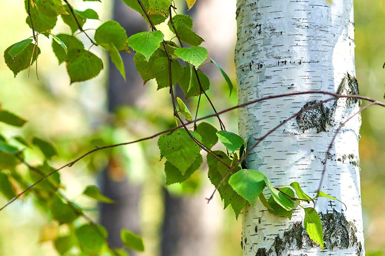 dietary-fibers-cellulose